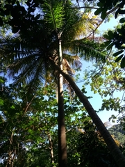 Roystonea borinquena