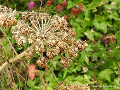Laserpitium latifolium