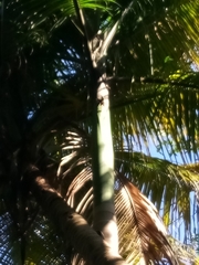 Roystonea borinquena