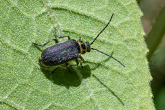 Trirhabda sericotrachyla