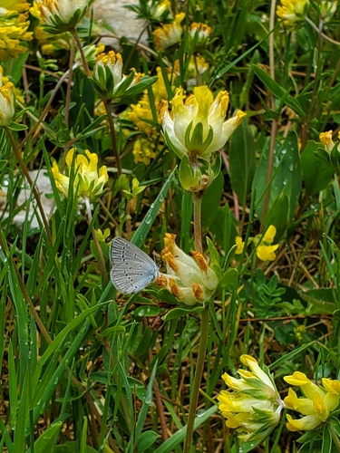 Small Blue