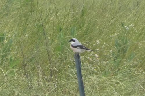 Lesser Grey Shrike