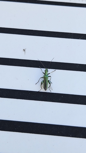 Thick-legged Flower Beetle