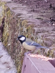 Parus major newtoni