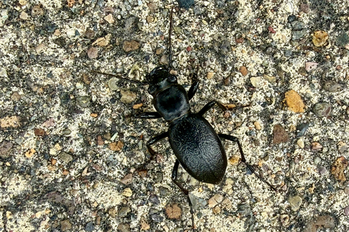 Audouin's Night-stalking Tiger Beetle photo 5