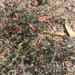 Acmispon neomexicanus