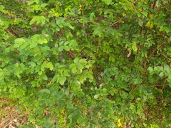 Breynia oblongifolia