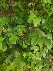 Breynia oblongifolia