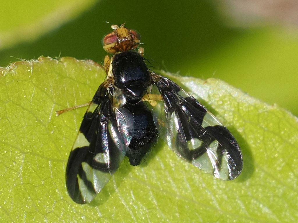 Celery Fly