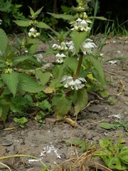 Lamium album