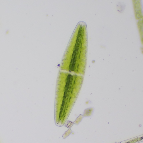 Netrium digitus var. digitus