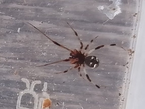 Theridion des berges