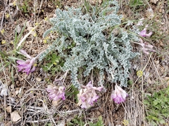 Astragalus utahensis