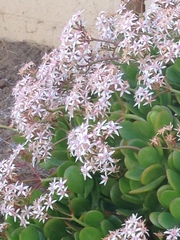 Crassula ovata