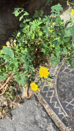 slender sowthistle