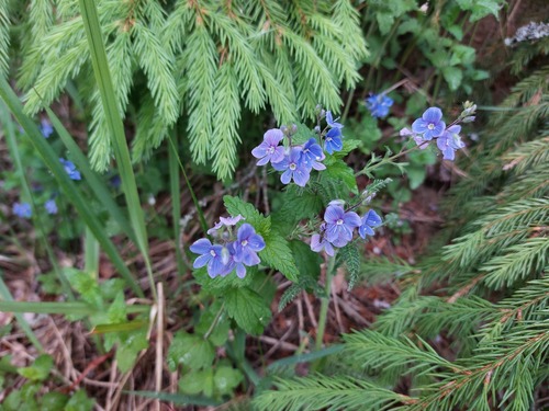 Germander Speedwell