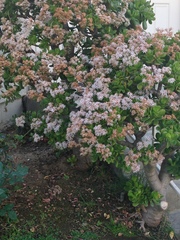 Crassula ovata