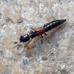 Staphylinidae