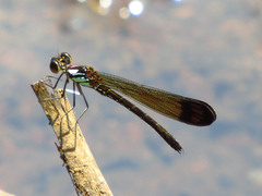 Heliocypha biforata