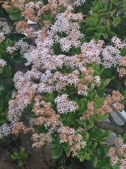 Crassula ovata