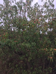 Cornus capitata