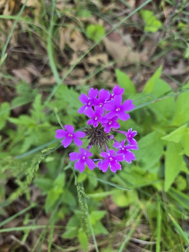 Verbena canadensis