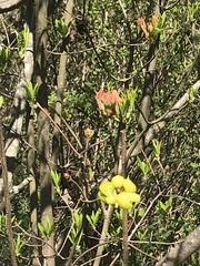 Exobasidium vaccinii