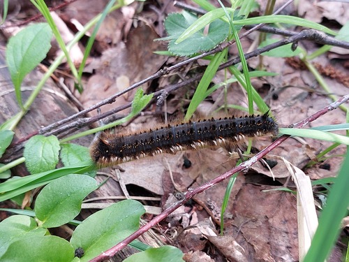 Drinker Moth