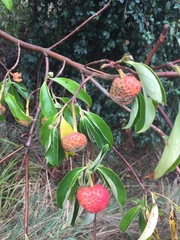 Cornus capitata