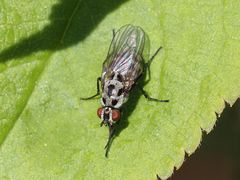 Anthomyia procellaris