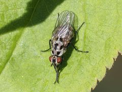 Anthomyia procellaris