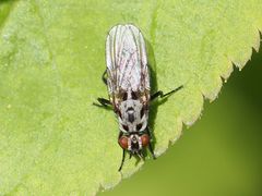 Anthomyia procellaris