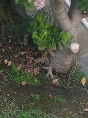 Crassula ovata