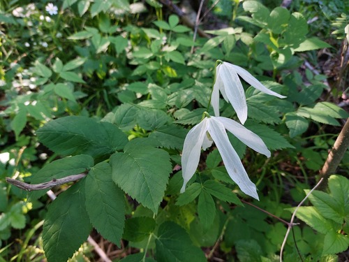 Alpine Clematis