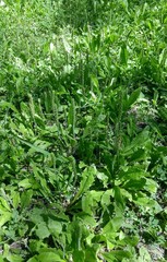 Plantago virginica