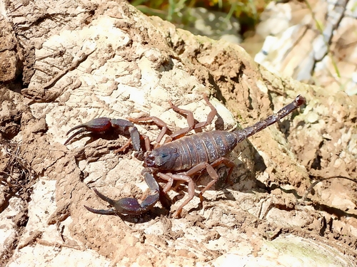 Peloponnesian Scorpion