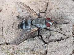 Microphthalma disjuncta