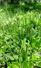 Plantago virginica