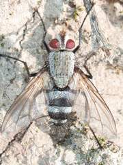 Microphthalma disjuncta