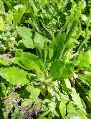 Plantago virginica