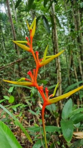 Heliconia richardiana, photograph 6