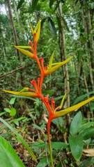 Heliconia richardiana, photograph (c) Marcelino Dias, some rights reserved (CC BY)