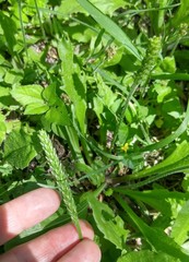 Plantago virginica