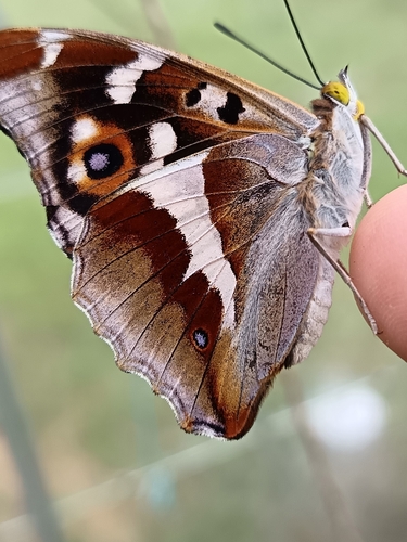 Purple Emperor