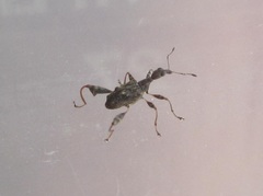 Stephanorhynchus lawsoni