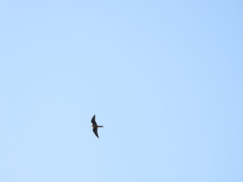 Eleonora's Falcon