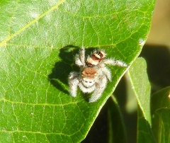 Phidippus pacosauritus