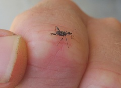 Stephanorhynchus lawsoni