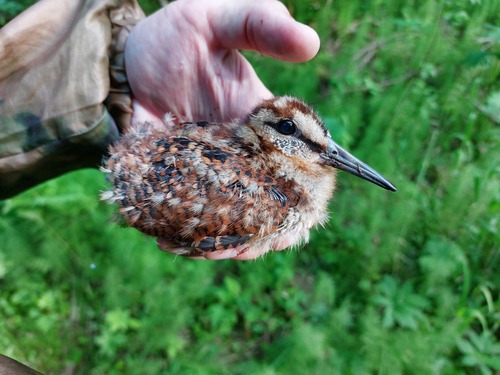 Eurasian Woodcock