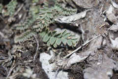 Astragalus purpusii